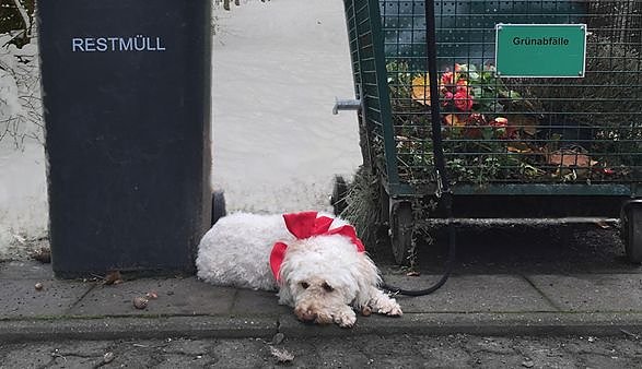 Bild: Tiere sind keine Weihnachtsgeschenke