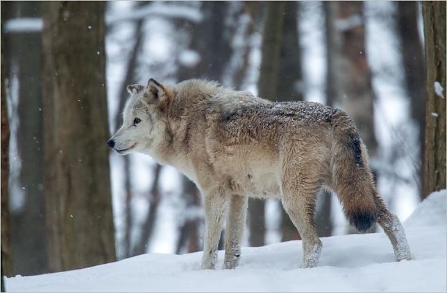 Bild: Wolf