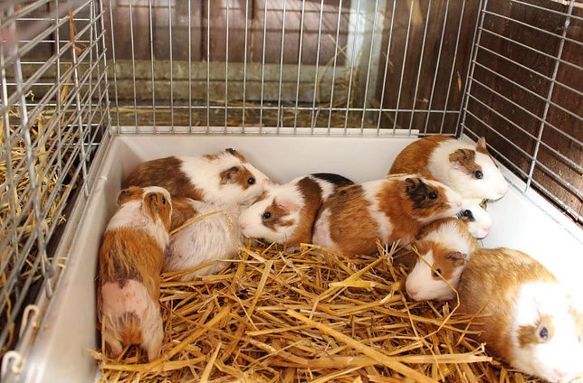 Bild: Kranke Meerschweinchen