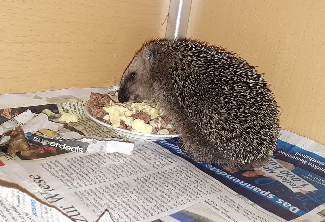 Bild: Hier f&uuml;hlen sich die Igel wohl