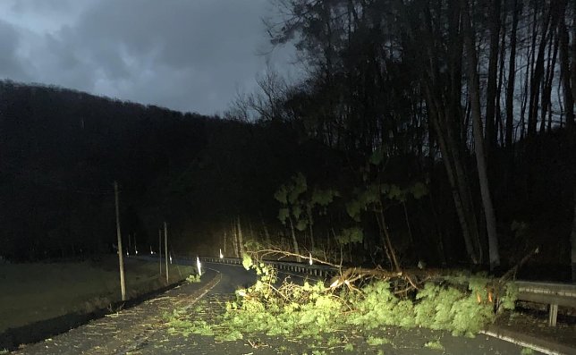 Bild: Baum umgefallen