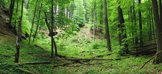 Bild: Rotbuchenbestand im Alten Stolberg