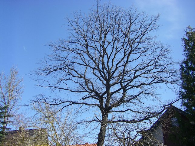 Bild: Auch im Winter macht das Symbol auf dem Richteberg was her.
