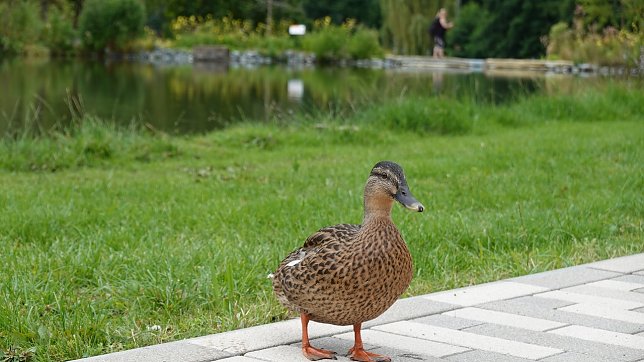 Bild: Landesgartenschau 2023 in Bad Gandersheim