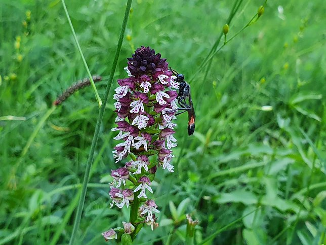 Bild: Ein Insekt (wahrscheinlich eine Sand-Wespe) besucht im Jahr 2021 die Bl&uuml;ten der Orchidee Sp&auml;tbl&uuml;hendes Brand-Knabenkraut im Landkreis Nordhausen.