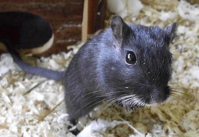 Speedy (Foto: C. Knust)