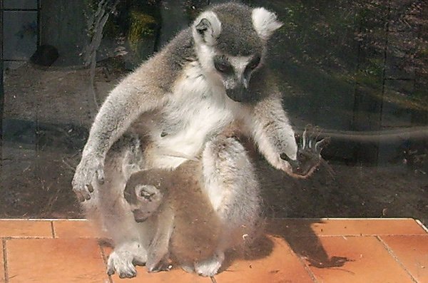 Nachwuchs bei Kattas (Foto: Karl-Heinz Herrmann)