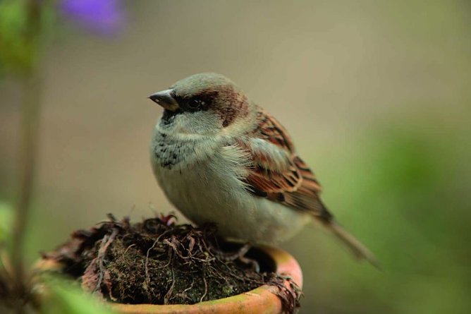 Die Nummer 1 (Foto: NABU) Die Nummer 1 (Foto: NABU)