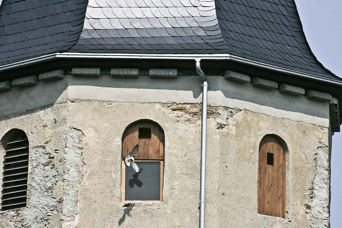 Turmfalke (Foto: Mario Scholz)