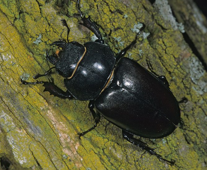 Das Weibchen (Foto: privat)