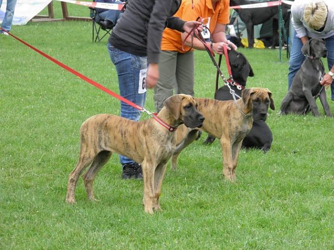 H&ouml;hepunkt f&uuml;r Hundefreunde (Foto: Landratsamt Kyffh&auml;userkreis)