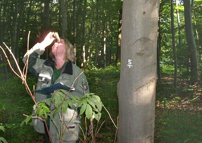 Waldzustandserhebung (Foto: Karl-Heinz Herrmann)
