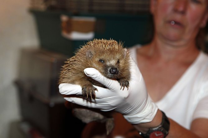 Igel Hilfe (Foto: Tierschutzorganisation Tasso)