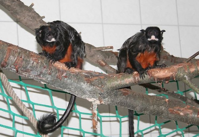 Affen in Nordhausen (Foto: Hellberg)