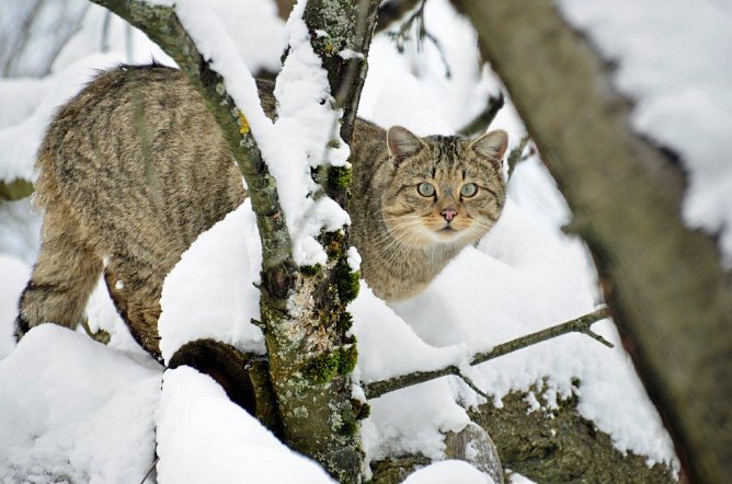 Wildkatze (Foto: Claudia Wilhelm) Wildkatze (Foto: Claudia Wilhelm)