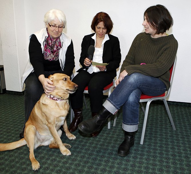 Gerettete Hündin (Foto: Tasso ) Gerettete Hündin (Foto: Tasso )