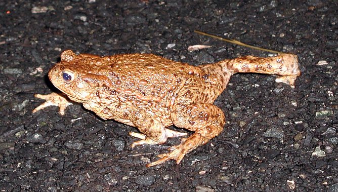 Geschafft (Foto: NABU Th&uuml;ringen)