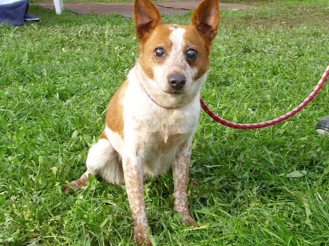 In Niedergebra gefunden (Foto: C. Knust)