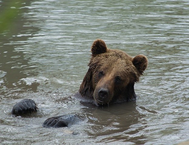 Badeb&auml;r Pedro (Foto: Vera Faupel)