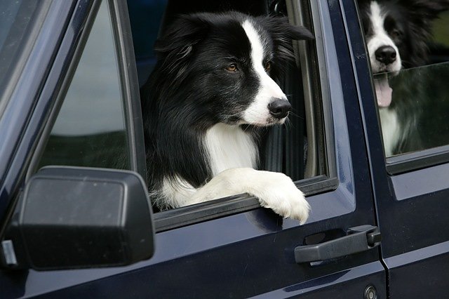Mit dem Hund in den Urlaub (Foto: Tasso)