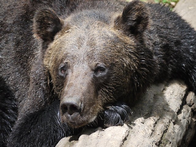Pedro (Foto: Stiftung f&uuml;r B&auml;ren)