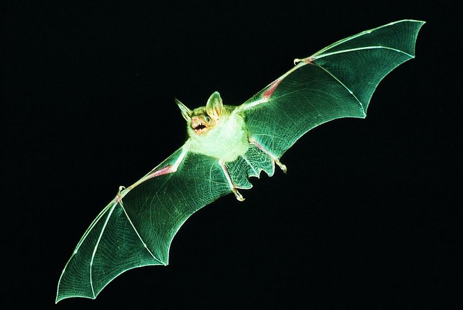 Fliegendes Mausohr (Foto: E. Menz)