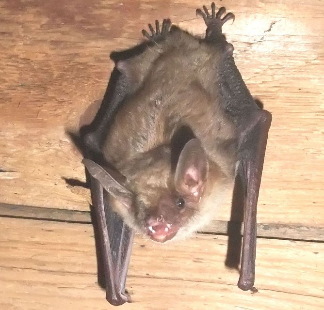 Fledermaus (Foto: Ralf Peiler) Fledermaus (Foto: Ralf Peiler)