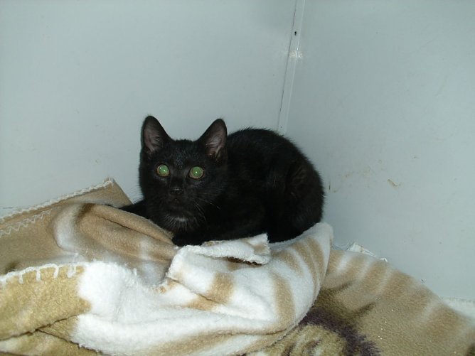 Henriette (Foto: C. Knust)