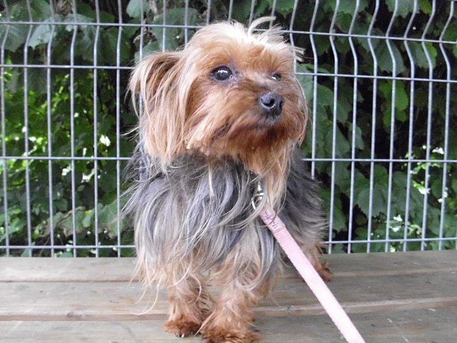 Sucht neues Zuhause (Foto: C. Knust) Sucht neues Zuhause (Foto: C. Knust)