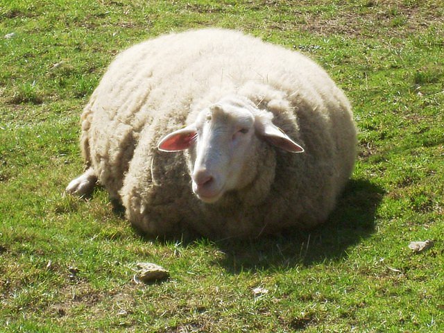 Leineschaf (Foto: Ralf Wettengel)
