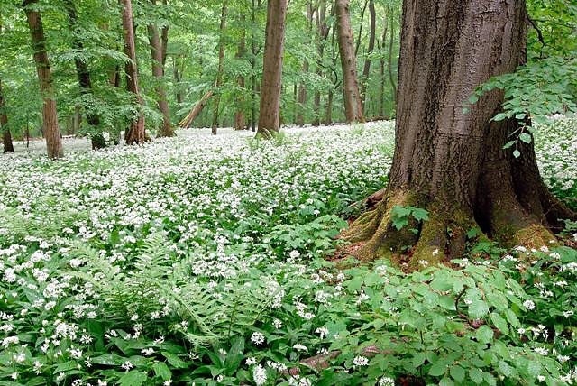 Im Forstrevier Mihla (Foto: Uwe Müller) Im Forstrevier Mihla (Foto: Uwe Müller)