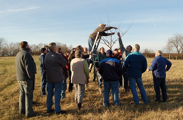 Baumschnitt (Foto: Heinz Sielmann Stiftung)