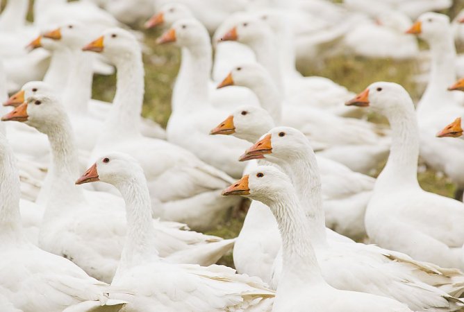 Lebens gerupft (Foto: Stiftung Warentest) Lebens gerupft (Foto: Stiftung Warentest)