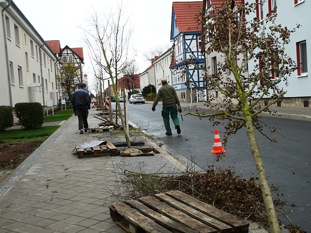 Bäume setzen (Foto: Ilka Kühn) Bäume setzen (Foto: Ilka Kühn)
