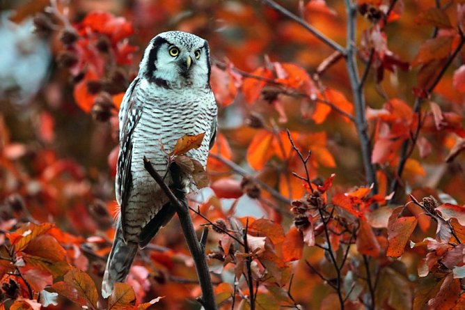 Sperbereule (Foto: Torsten Pröhl / fokus-natur.de) Sperbereule (Foto: Torsten Pröhl / fokus-natur.de)