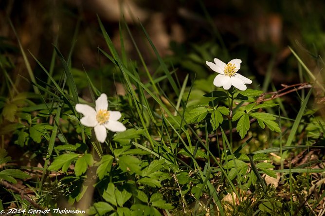 Wetter-Bild (Foto: Gernot Thelemann)