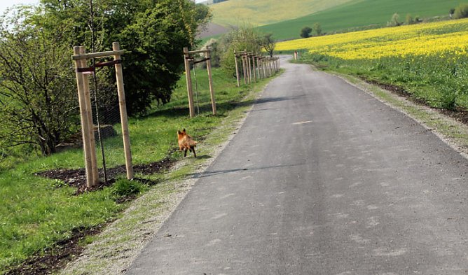 Sieg nach Punkten für kn (Foto: Karl-Heinz Herrmann) Sieg nach Punkten für kn (Foto: Karl-Heinz Herrmann)