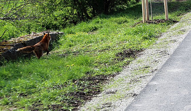 Sieg nach Punkten für kn (Foto: Karl-Heinz Herrmann) Sieg nach Punkten für kn (Foto: Karl-Heinz Herrmann)