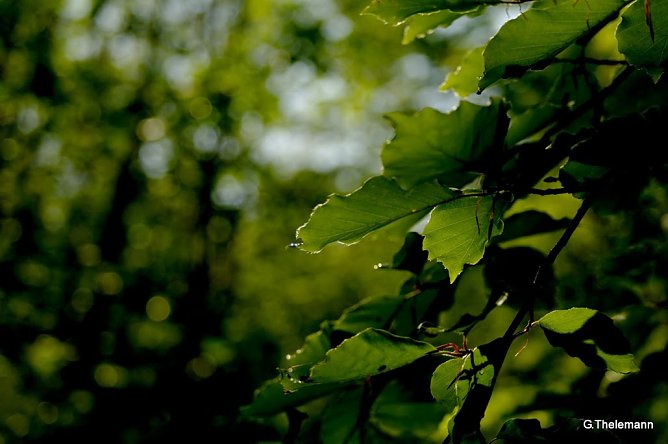 Wetter-Bild (Foto: Gernot Thelemann) Wetter-Bild (Foto: Gernot Thelemann)