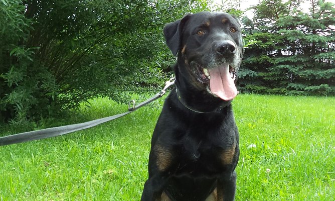 Falko (Foto: C. Knust) Falko (Foto: C. Knust)