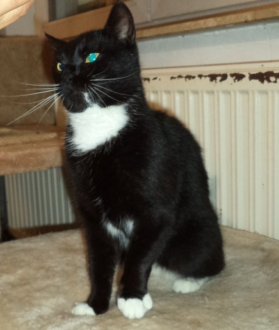 Babsi Tier der Woche (Foto: Cornelia Knust) Babsi Tier der Woche (Foto: Cornelia Knust)