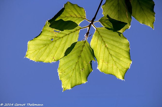 Wetter-Bild (Foto: Gernot Thelemann)