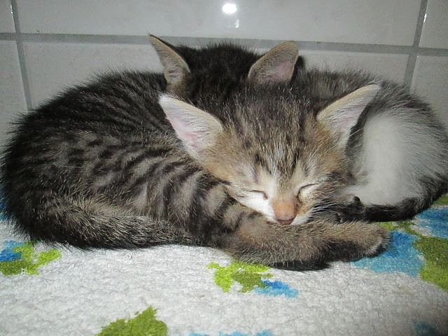 Kleine Katzen (Foto: Karin Ziegler) Kleine Katzen (Foto: Karin Ziegler)