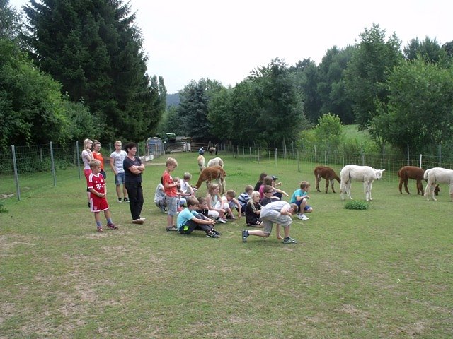 bei den Alpakas (Foto: Katharina Tr&uuml;mper)