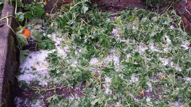 Hagel (Foto: Peggy Schmidt)