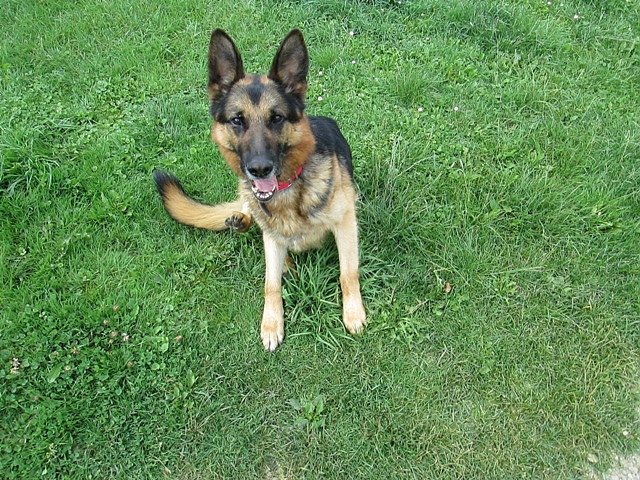 Henry (Foto: Karin Ziegler) Henry (Foto: Karin Ziegler)