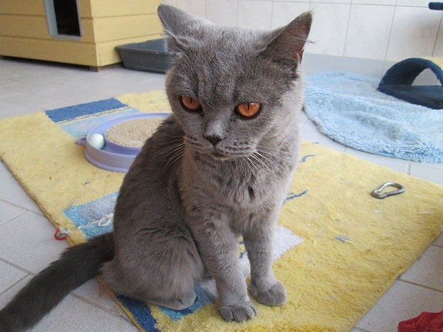 Katze gefunden (Foto: Karin Ziegler)