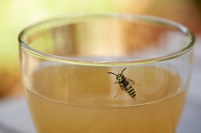 Insektenstiche k&ouml;nnen gef&auml;hrlich sein (Foto: Johanniter-Unfall-Hilfe e.V. / Andreas Schoelzel)