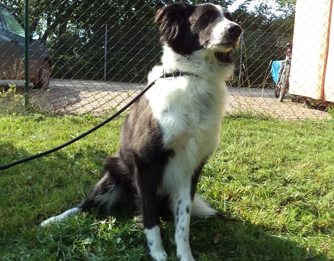 Bella (Foto: C. Knust)