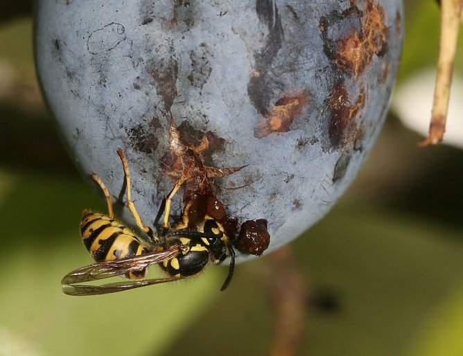 Wespe bei der "Arbeit" (Foto: Helge May)